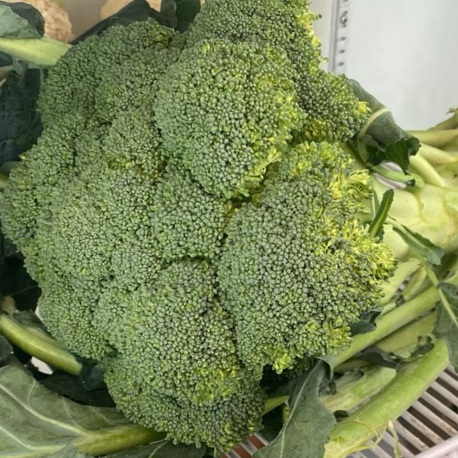 Brócoli
