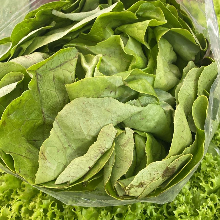 Lechuga española, Unidad