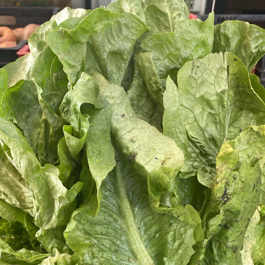 Lechuga Costina, Unidad