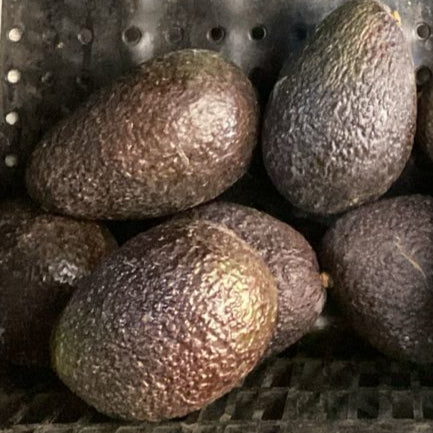 Palta Huss