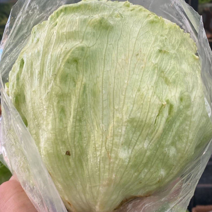 Lechuga Escarola